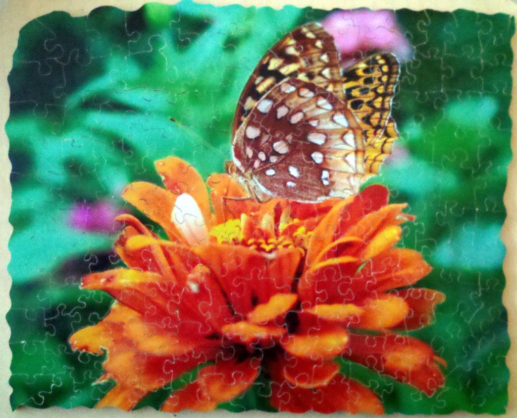 Two butterflies and an orange flower