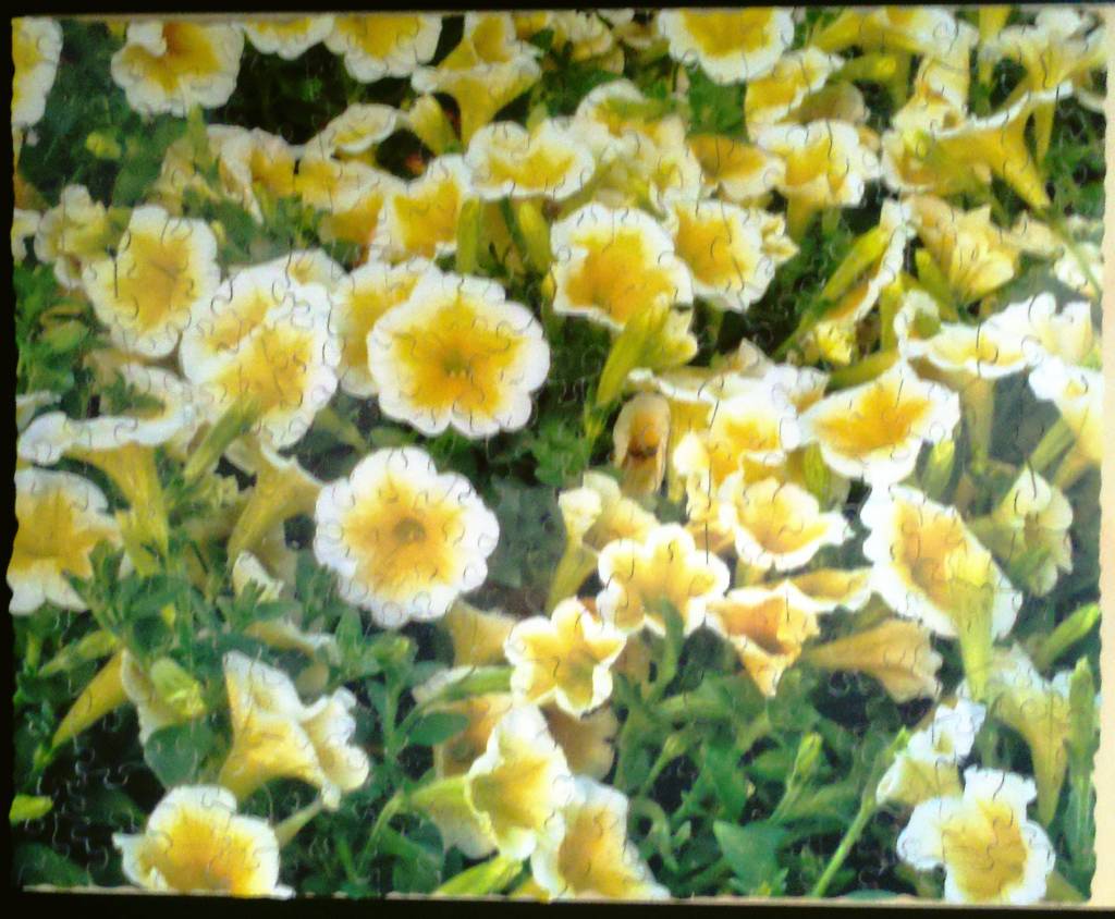 White petunia's with yellow centers